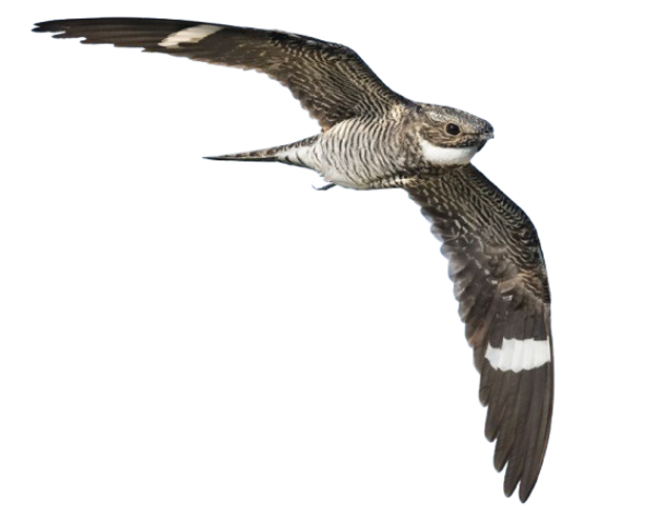 Nighthawk