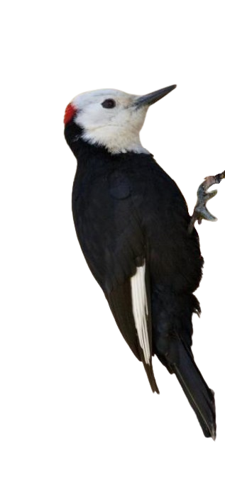White headed woodpecker